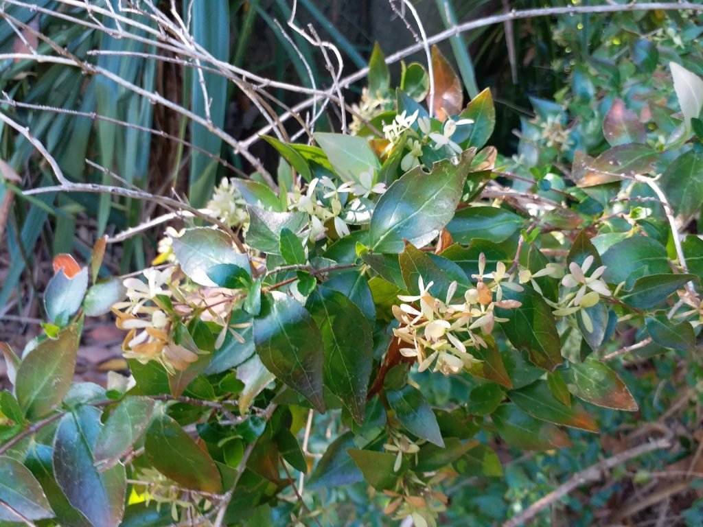 Abelia X Grandiflora (Glossy Abelia) - Botany Today