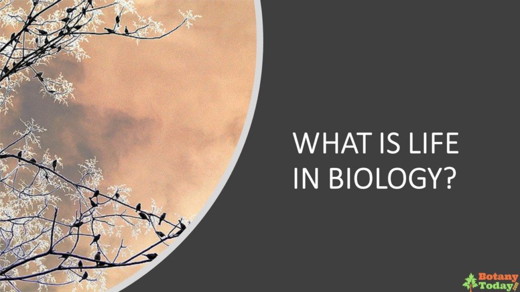 What is Life in Biology - Botany Today