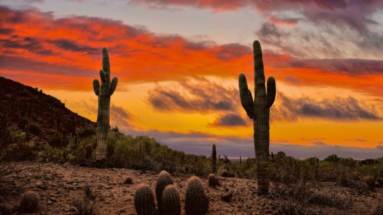 Desert Habitat - Botany Today