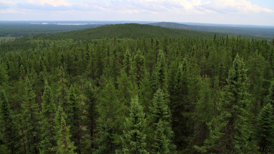 The Taiga Biome or Boreal Forest Biome